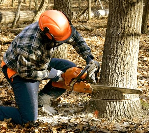 Tree Removal in Jessup, PA